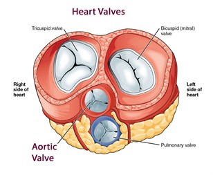 2011 Heart Valves Openstax